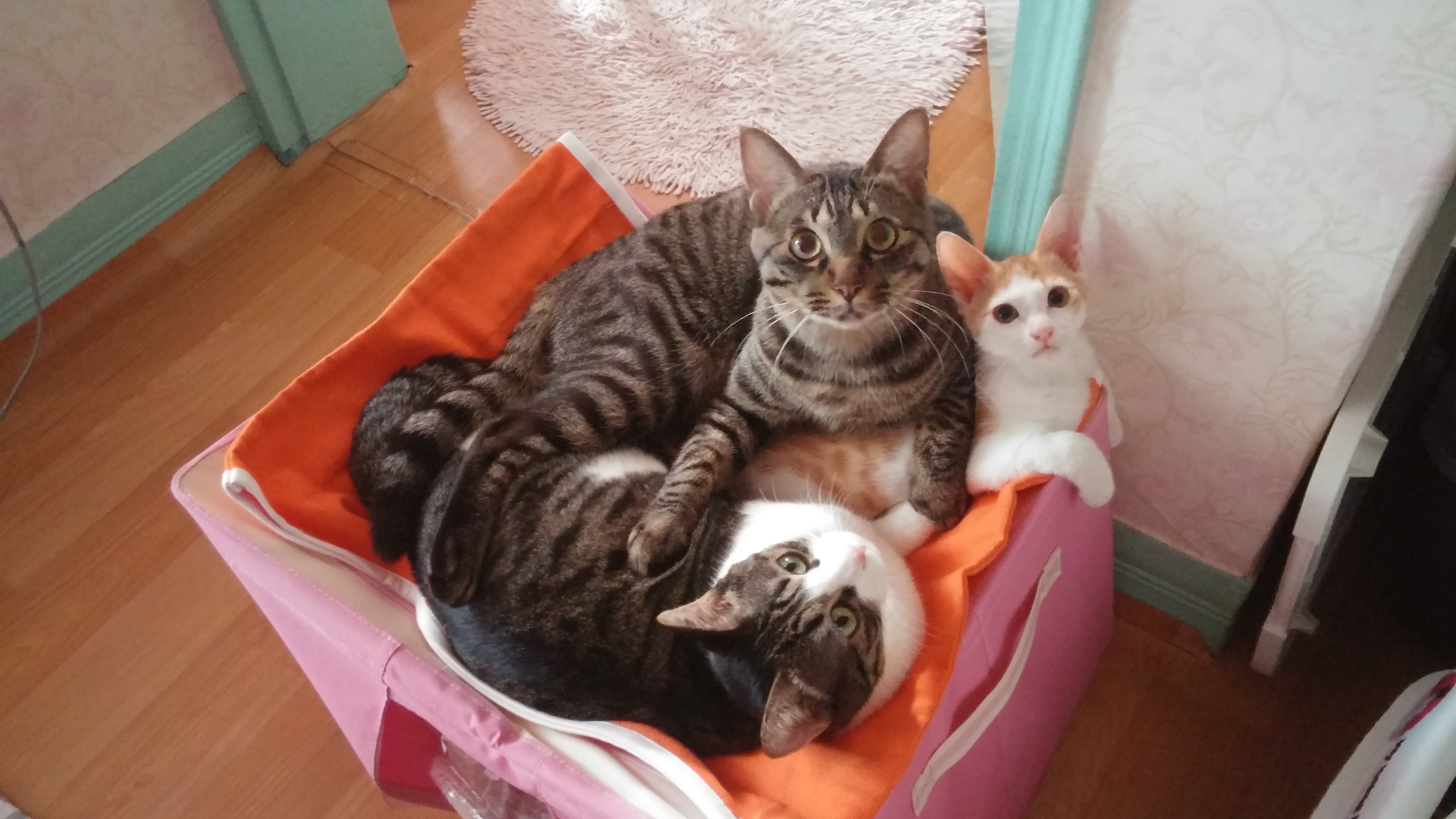 울 해이가 그 새 성묘가 됐어요~^^