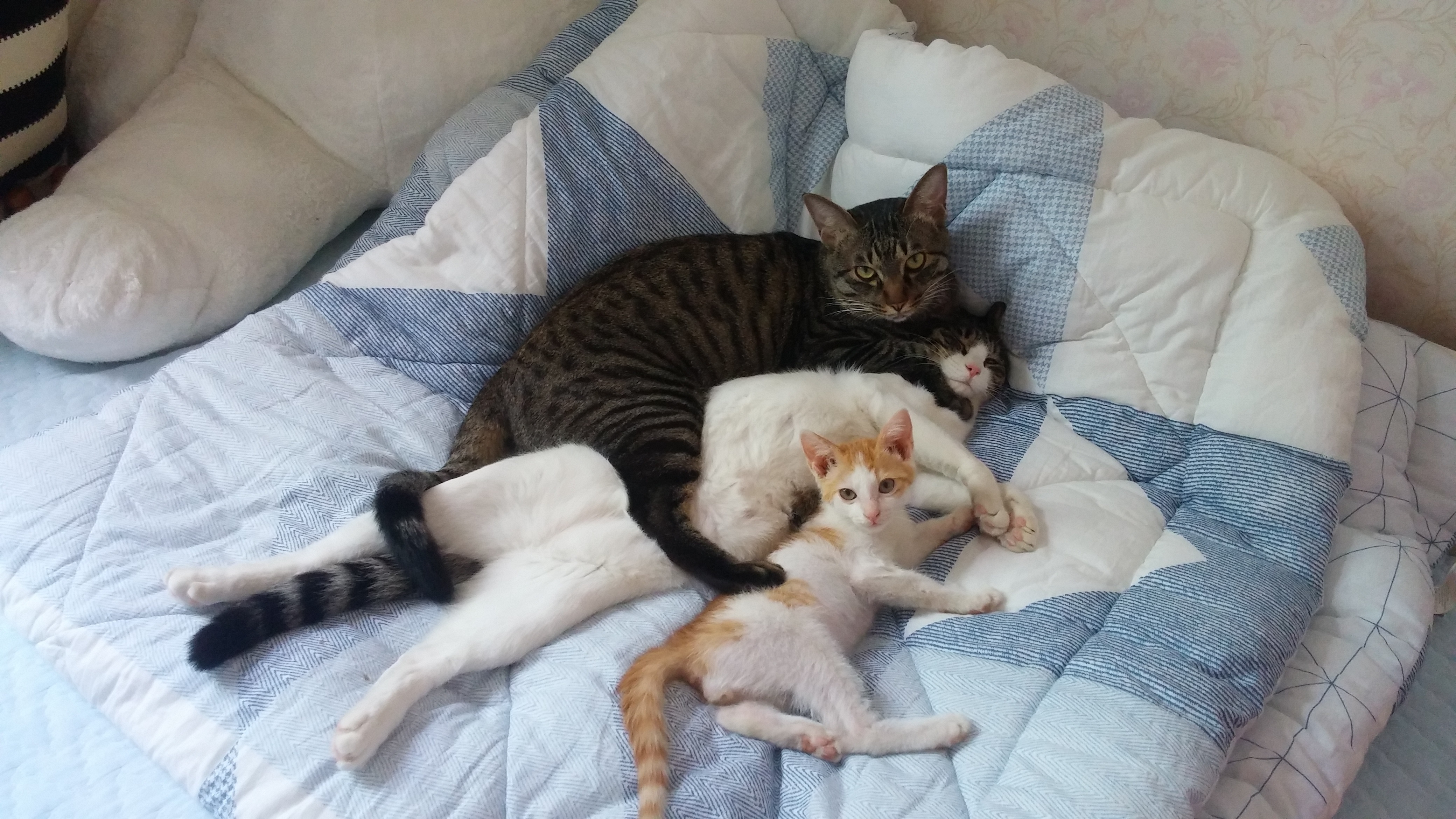 울 해이가 그 새 성묘가 됐어요~^^