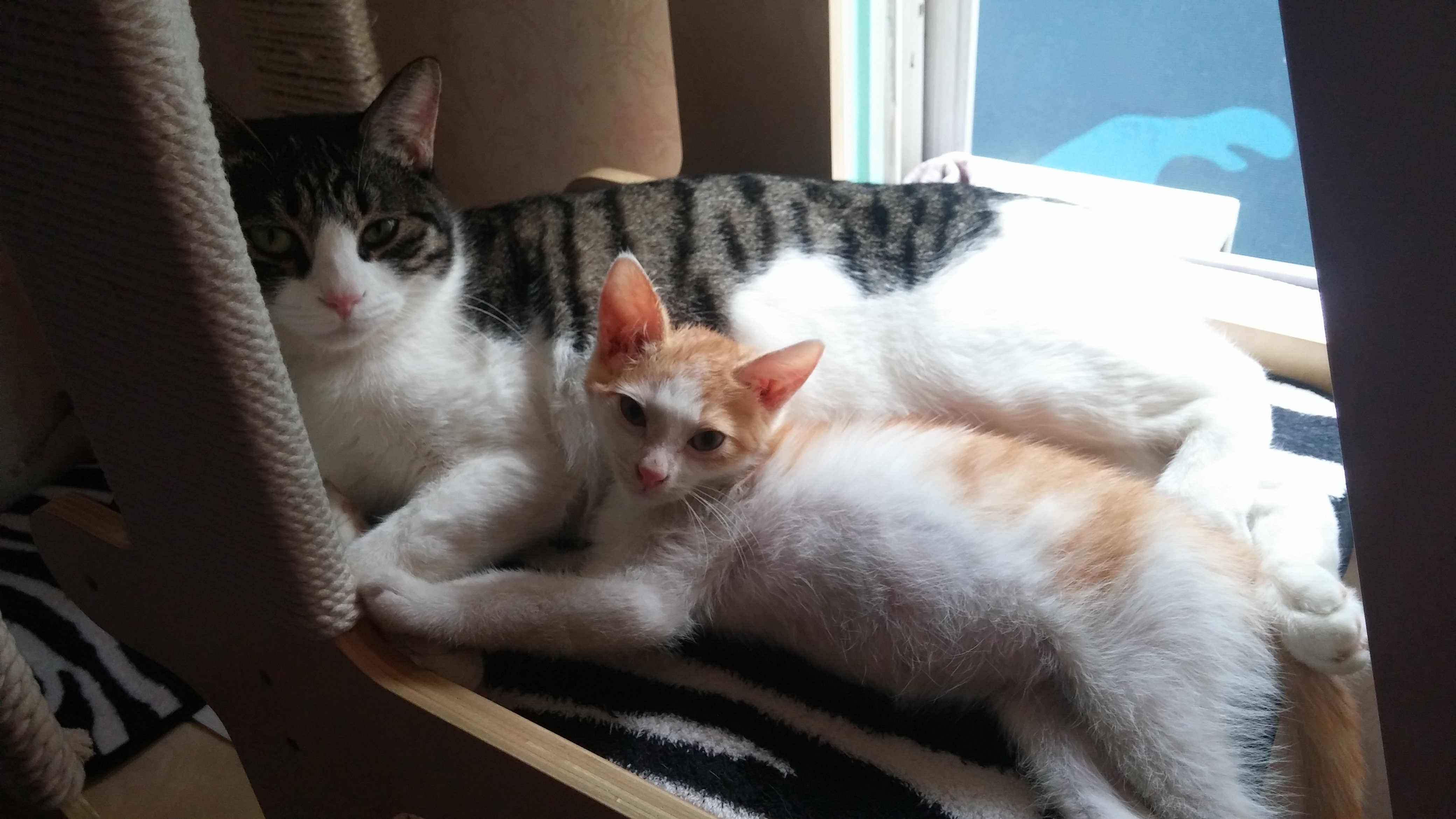 울 해이가 그 새 성묘가 됐어요~^^