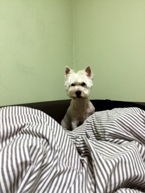 애플이 근황 입니다!