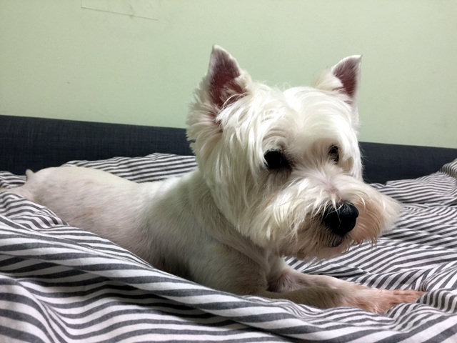 애플이 근황 입니다!