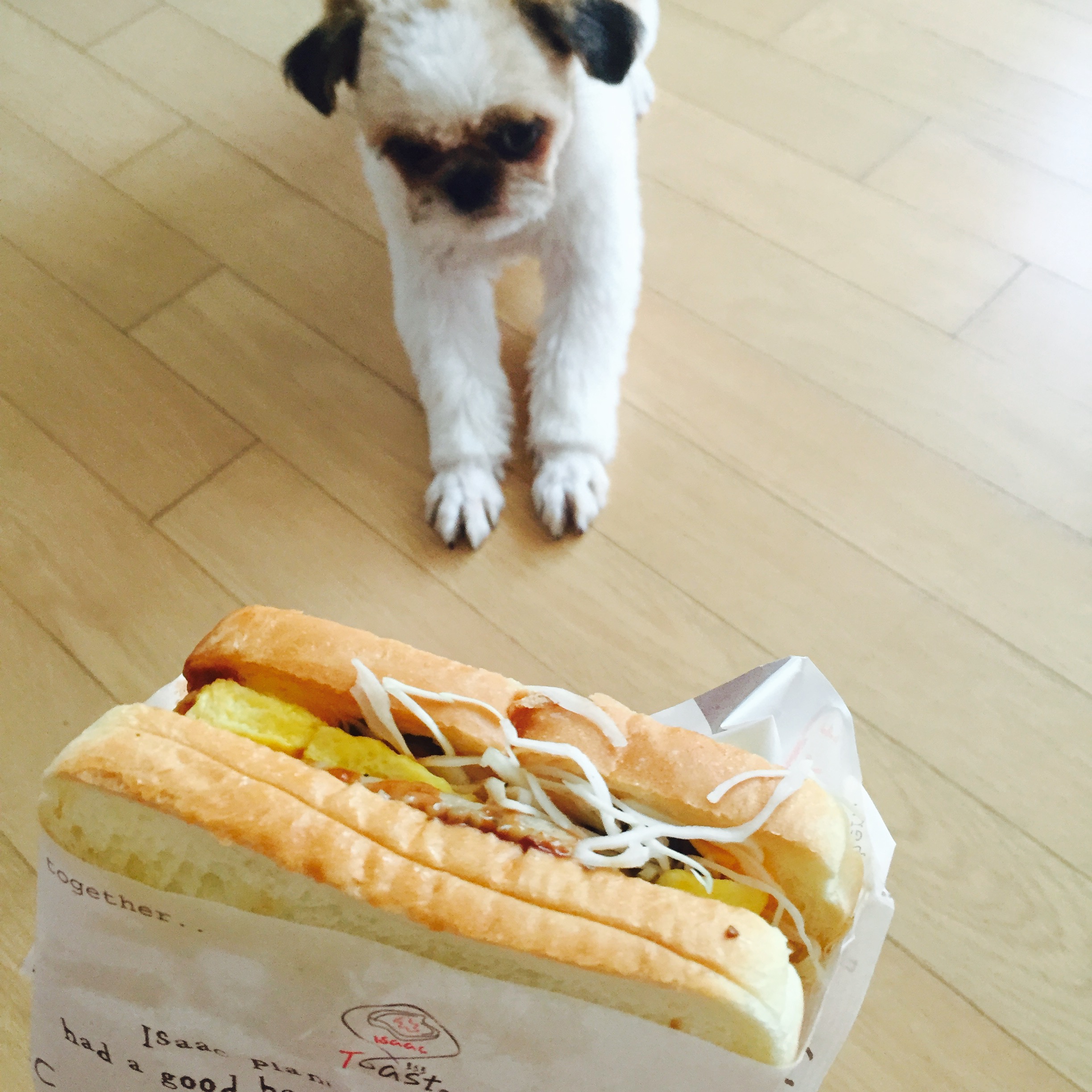 러비(루피) 근황입니다!