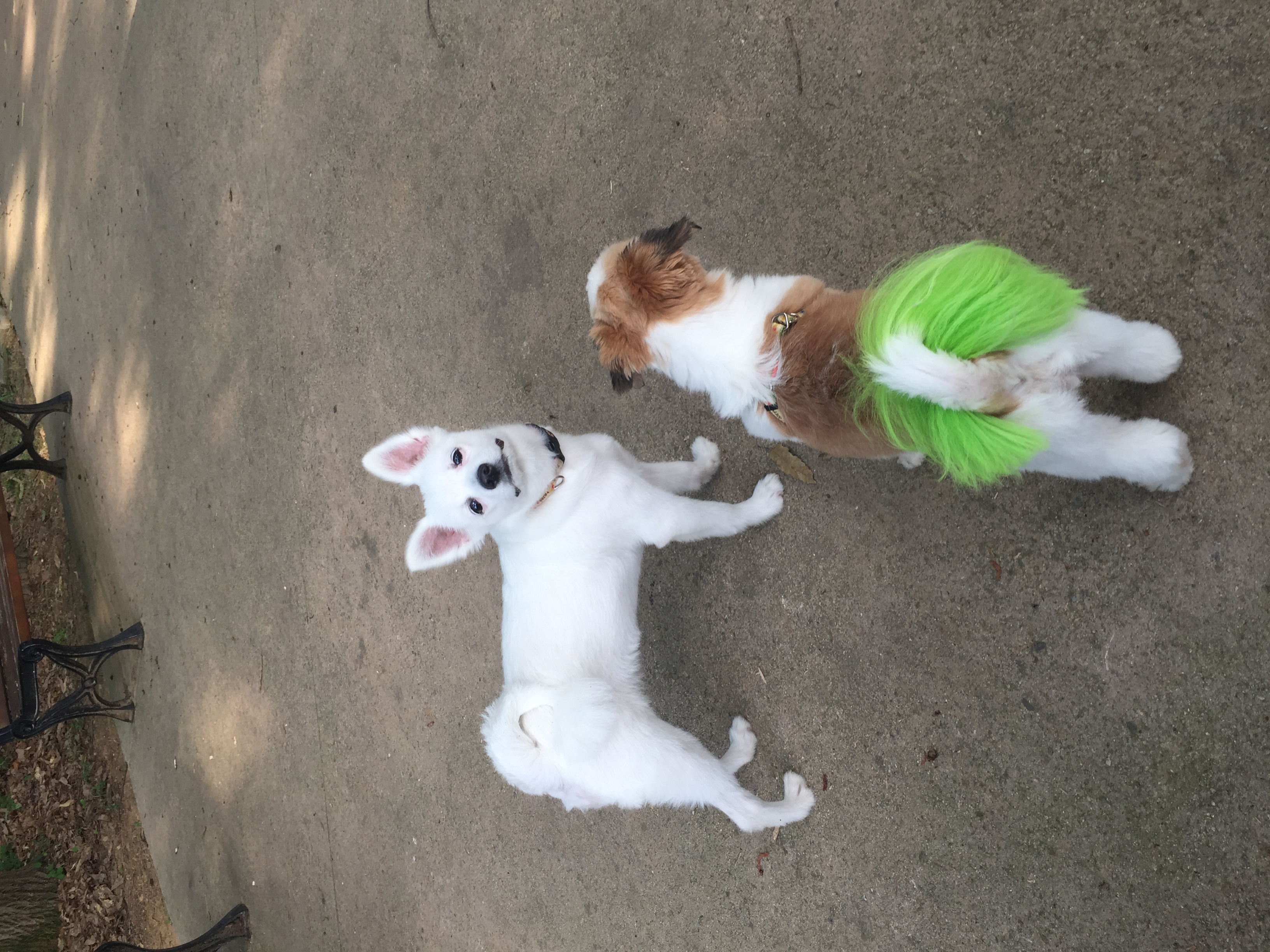 러비(루피) 근황입니다!