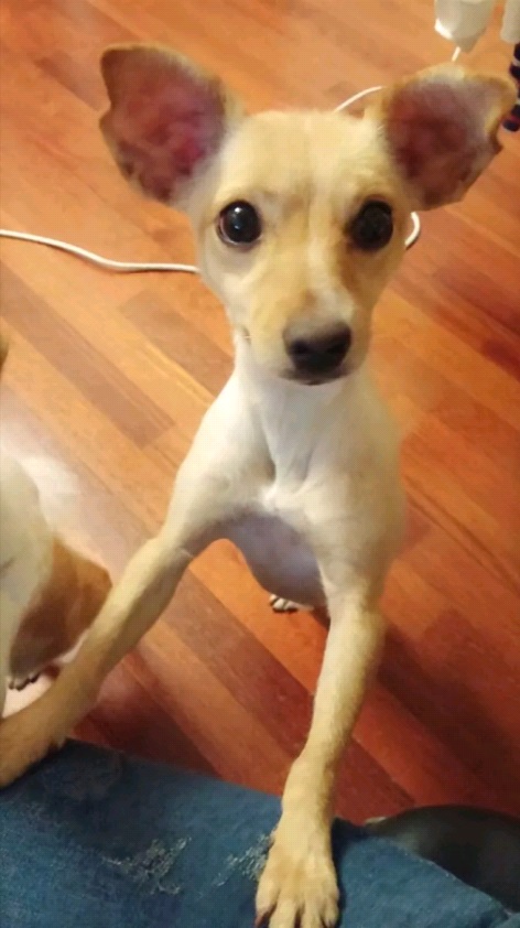 사슴같은 눈망울! 기동이 다섯번째 입양후기