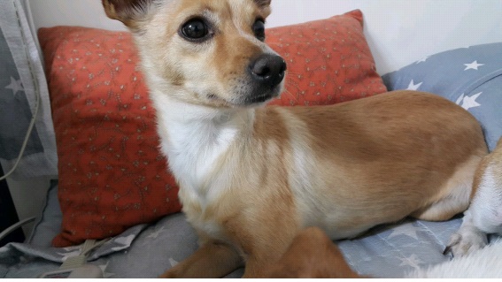 사슴같은 눈망울! 기동이 다섯번째 입양후기