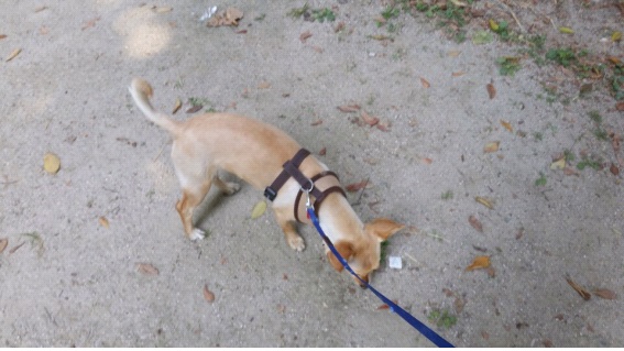 사슴같은 눈망울! 기동이 다섯번째 입양후기