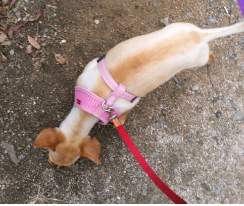 사슴같은 눈망울! 기동이 다섯번째 입양후기