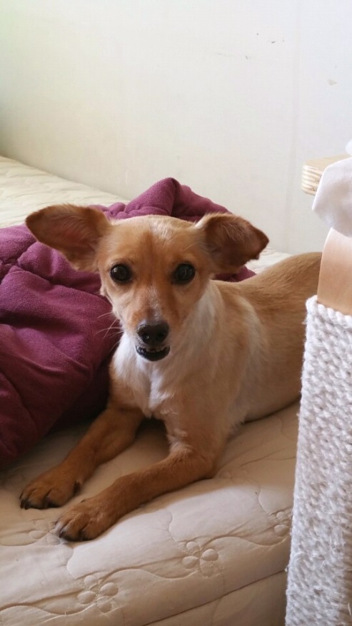 사슴같은 눈망울! 기동이 다섯번째 입양후기