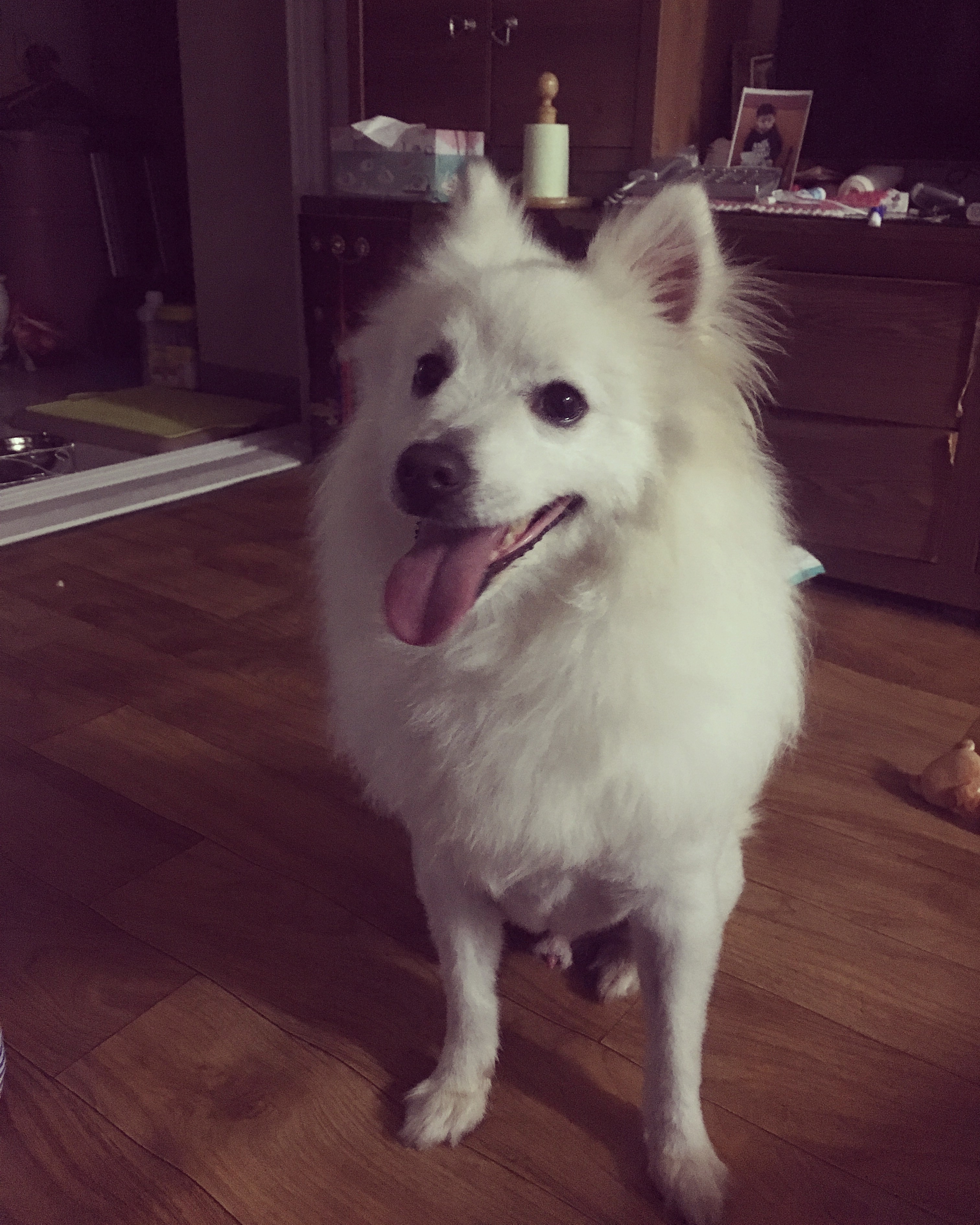 잘생긴 토토 자랑 하고싶어욧!!