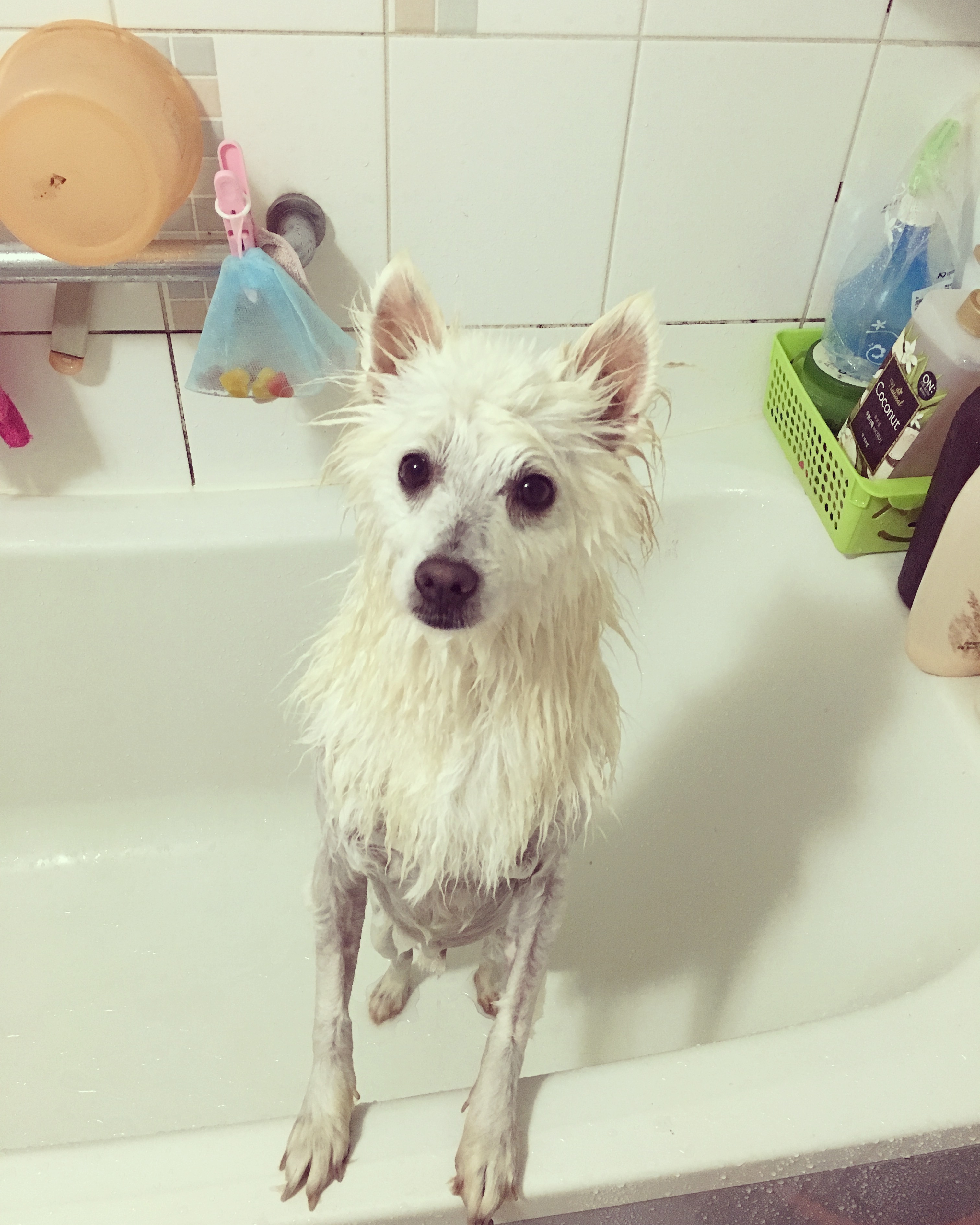 잘생긴 토토 자랑 하고싶어욧!!