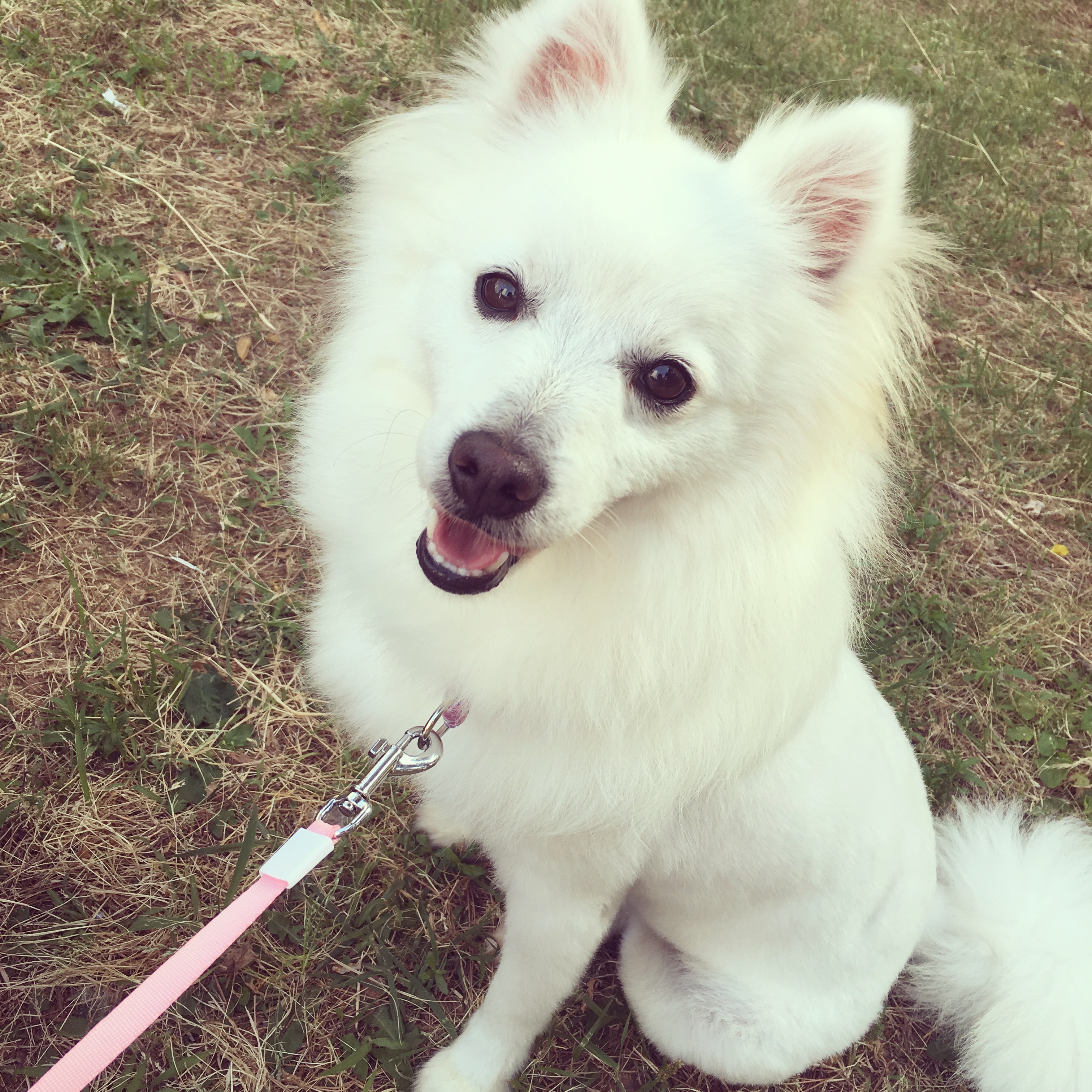 잘생긴 토토 자랑 하고싶어욧!!