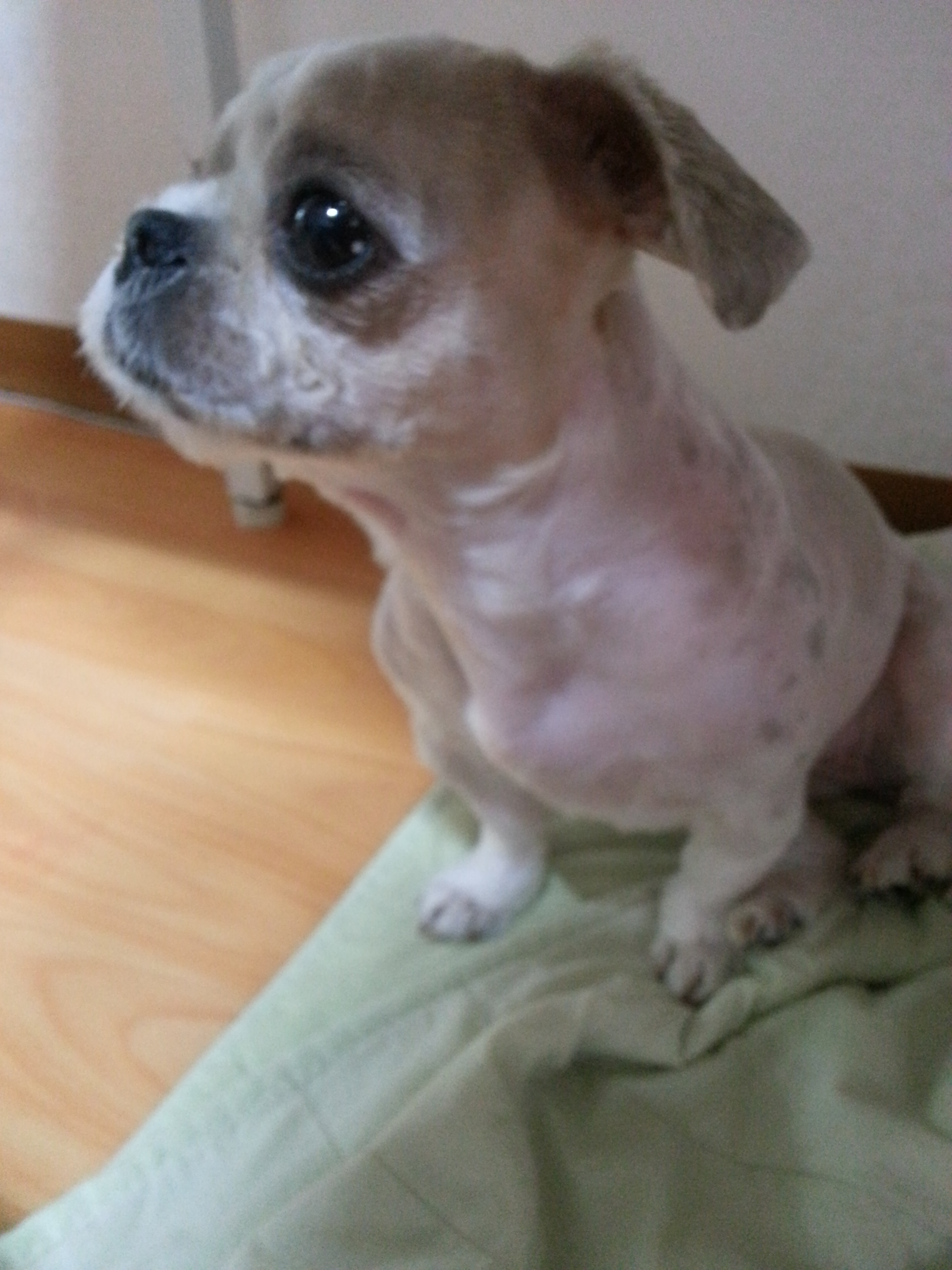 몽실이 인사드려요~^^