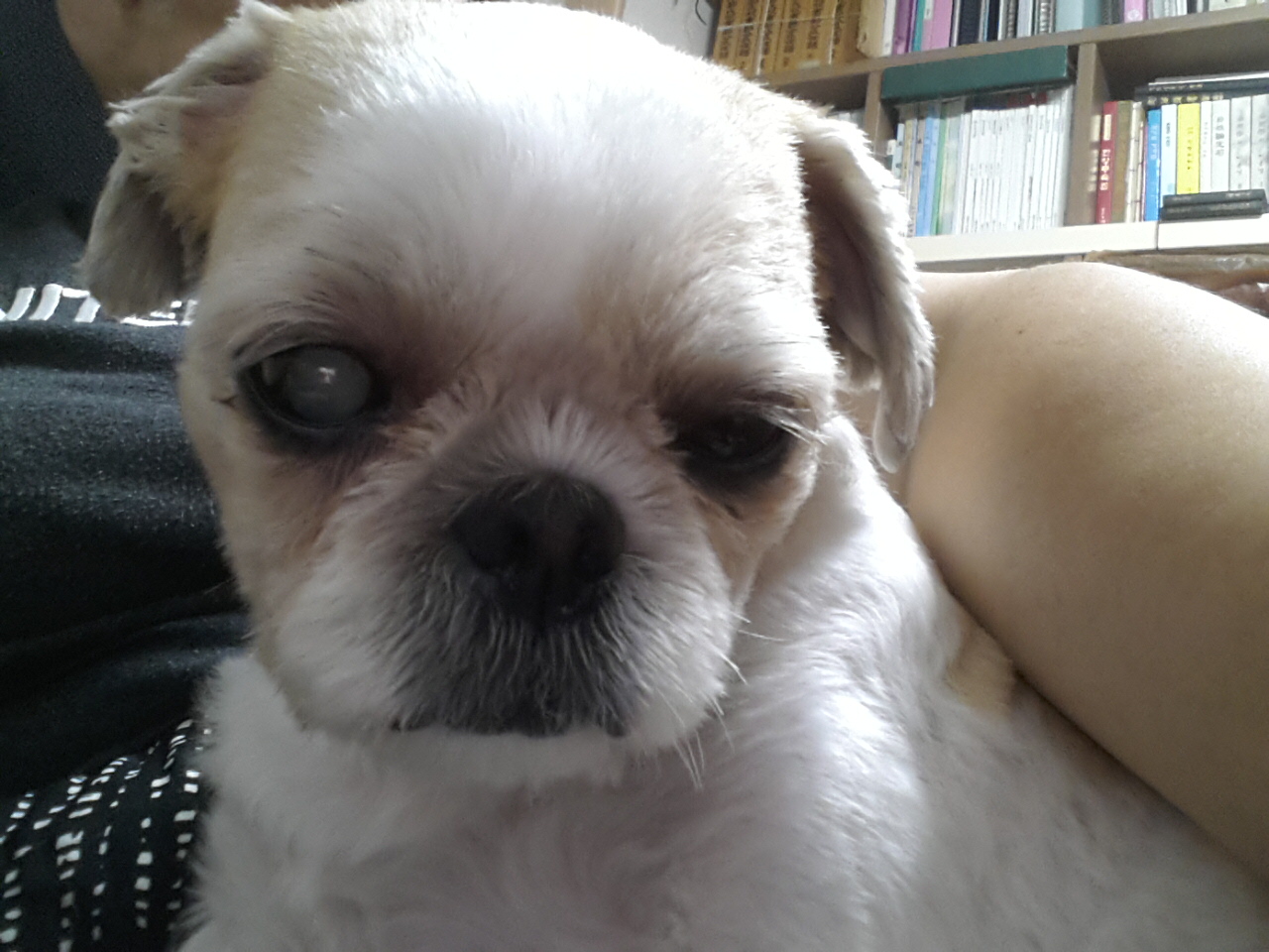 몽실이 인사드려요~^^