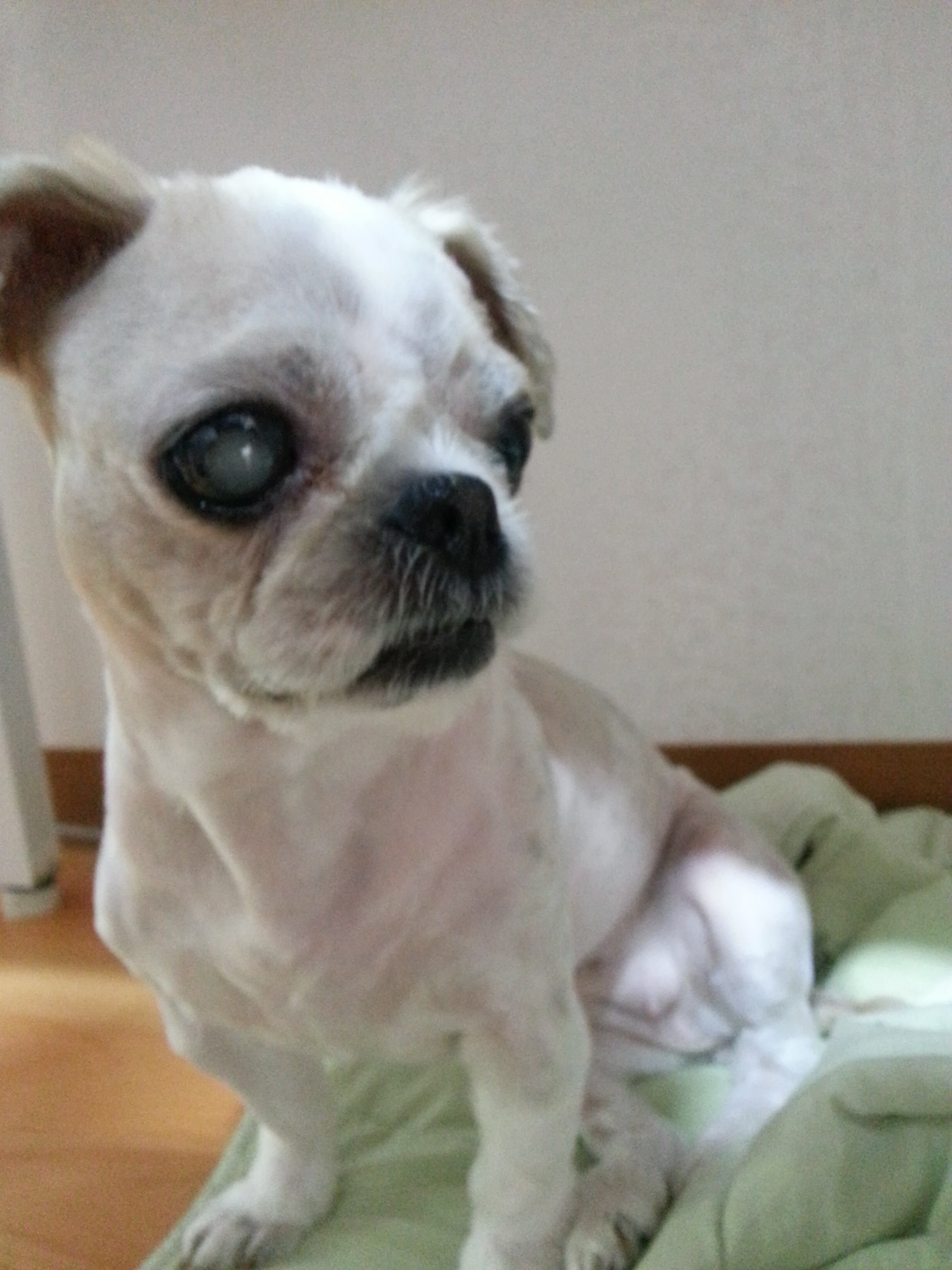 몽실이 인사드려요~^^