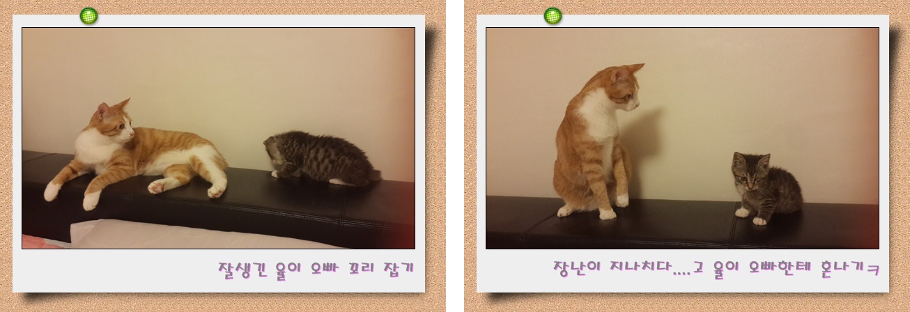 한 쪽 눈을 잃은 아기고양이 캔디 소식이에요~^^