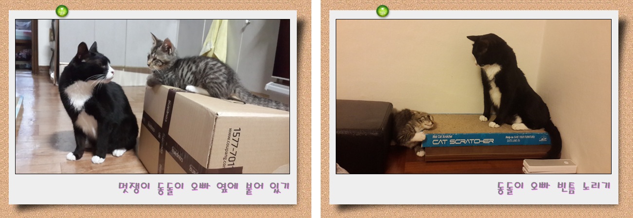 한 쪽 눈을 잃은 아기고양이 캔디 소식이에요~^^