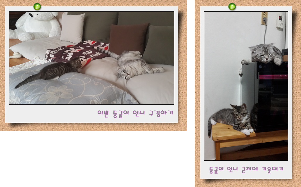 한 쪽 눈을 잃은 아기고양이 캔디 소식이에요~^^