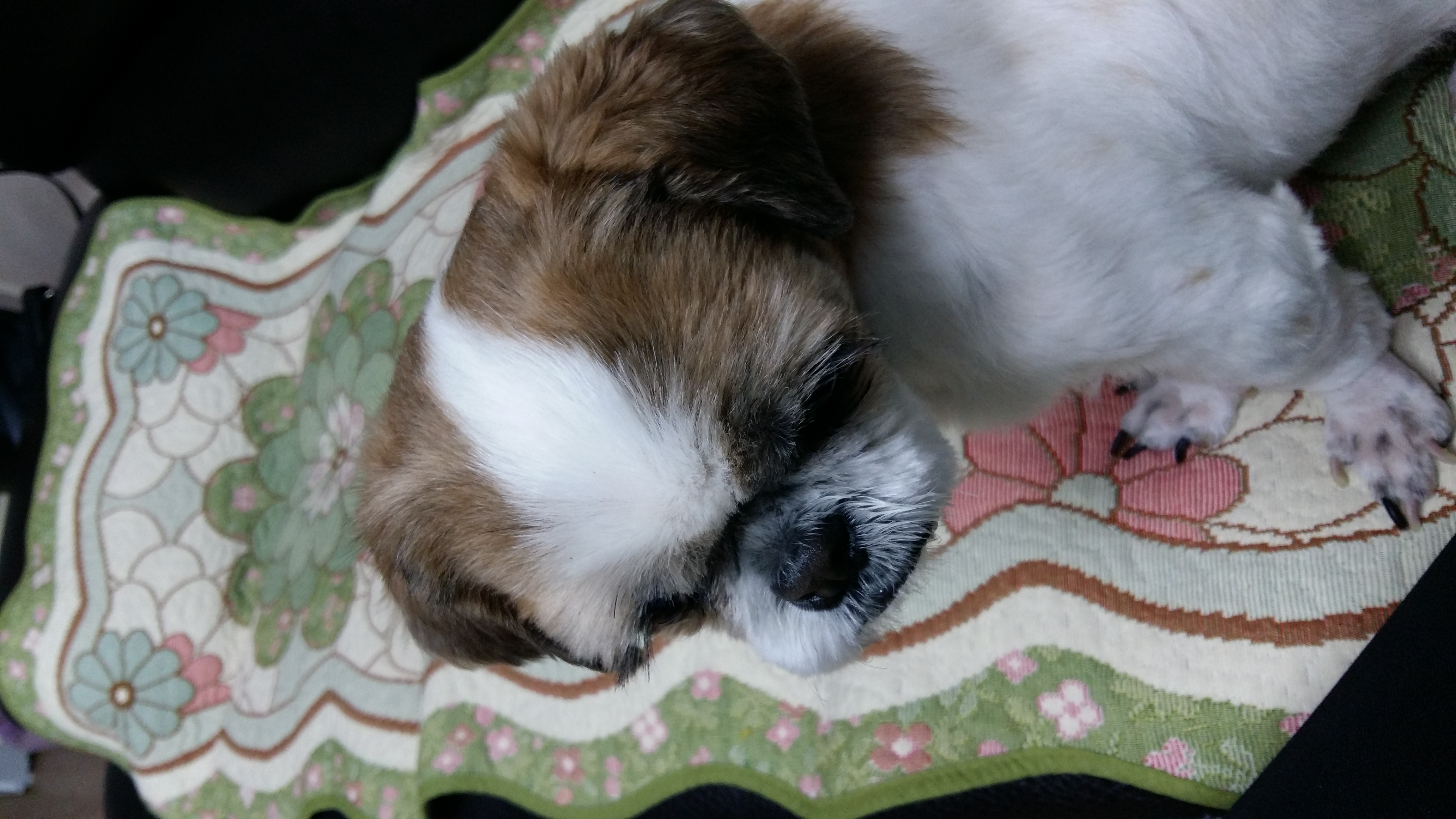 조이(멍구) 임보후기 올립니다.