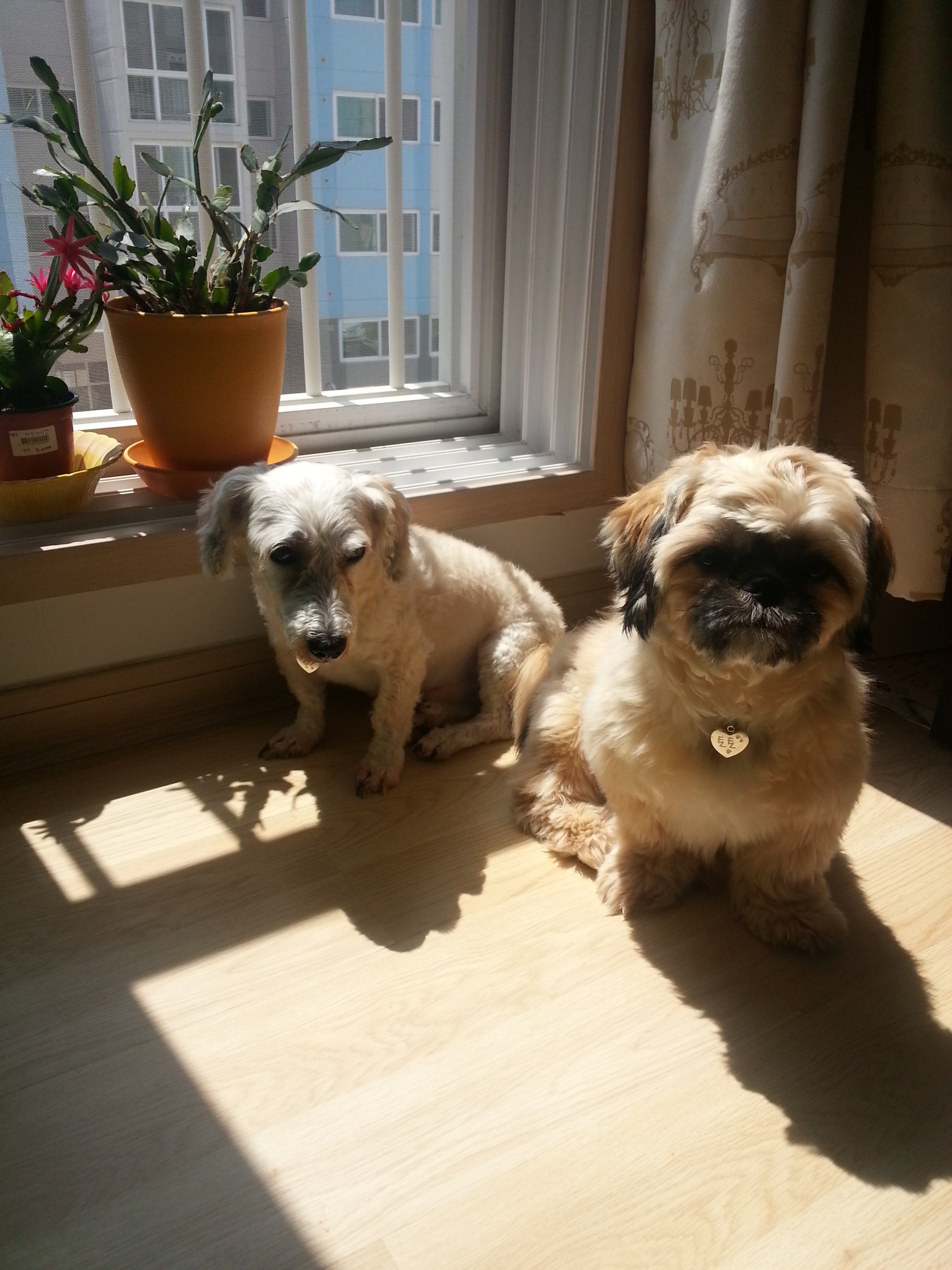 뿅이와 토토가 함께 살고있어요~~~