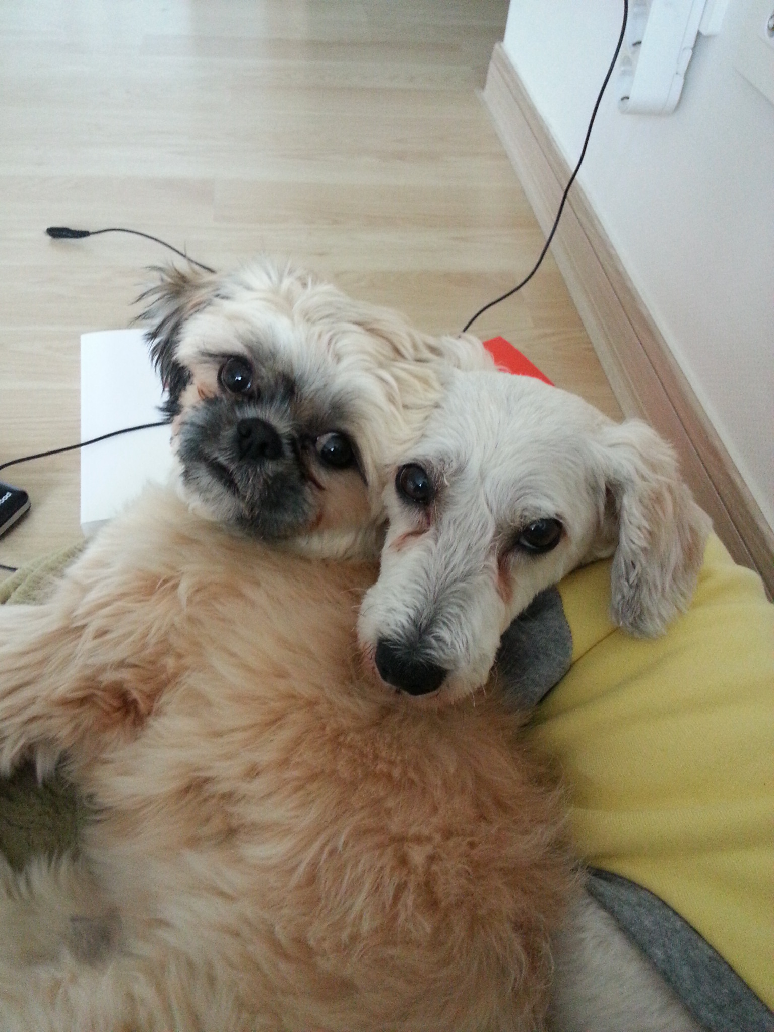 뿅이와 토토가 함께 살고있어요~~~