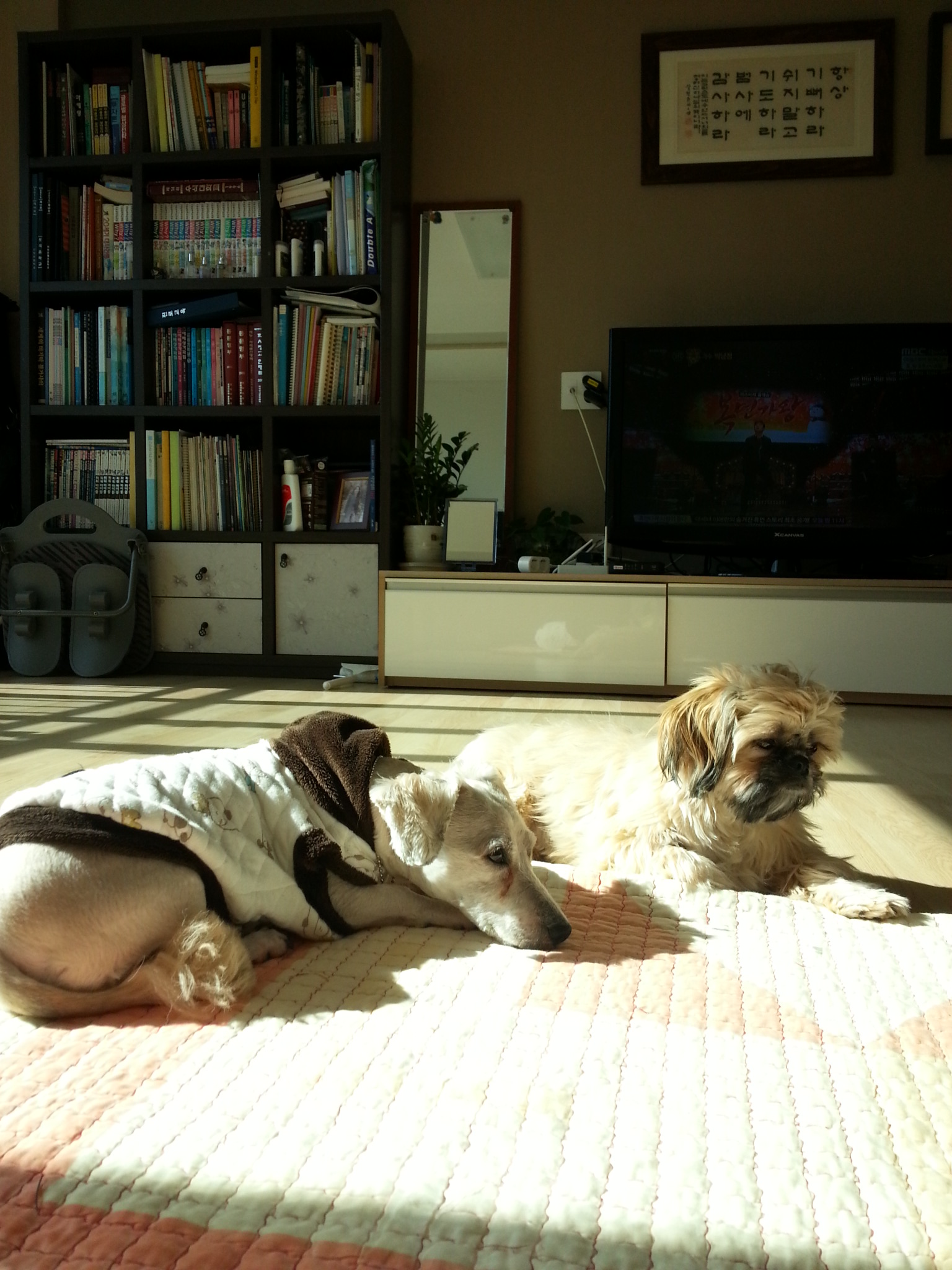 뿅이와 토토가 함께 살고있어요~~~