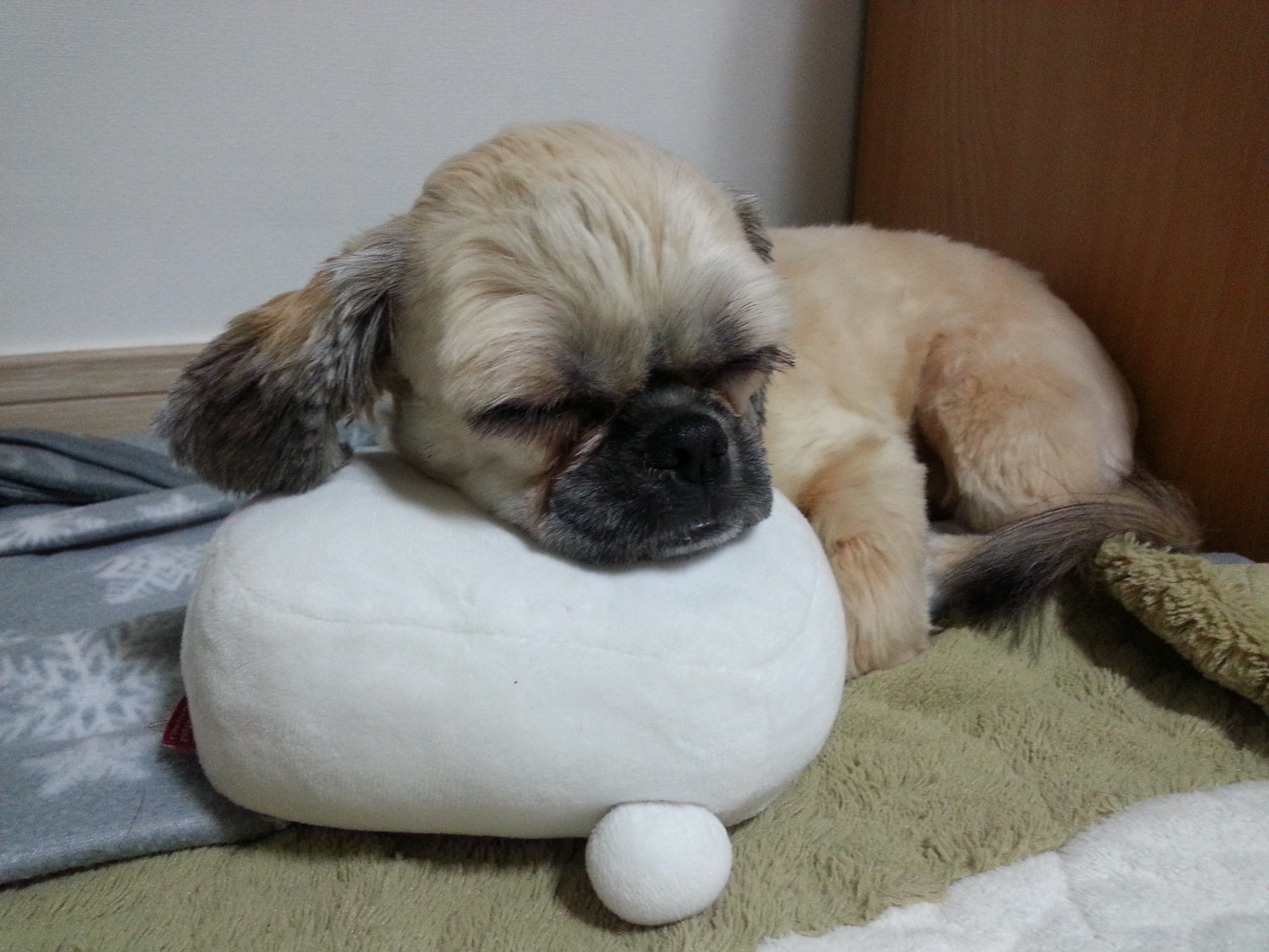 뿅이와 토토가 함께 살고있어요~~~