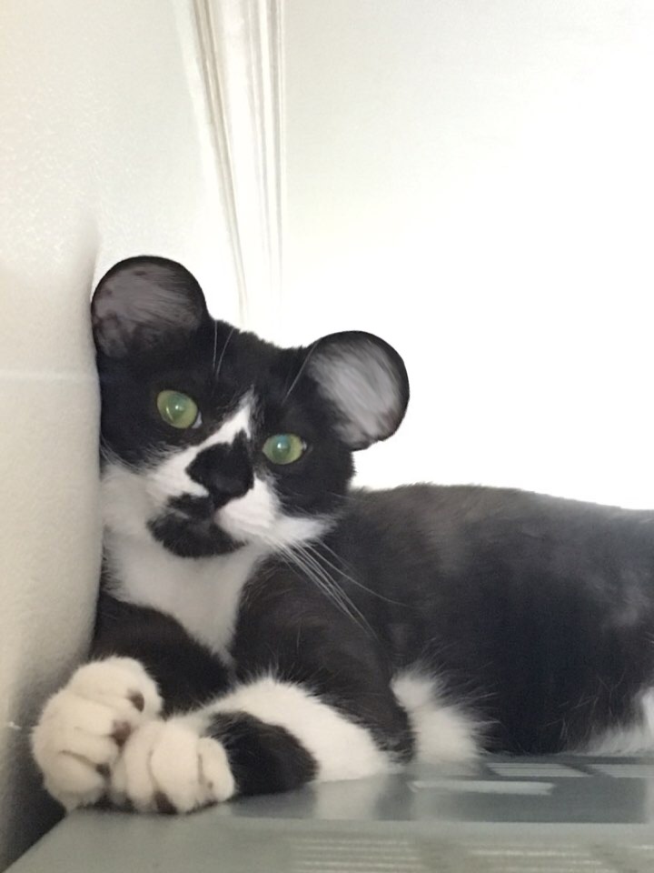 턱시도 사순이 똘이입니당 