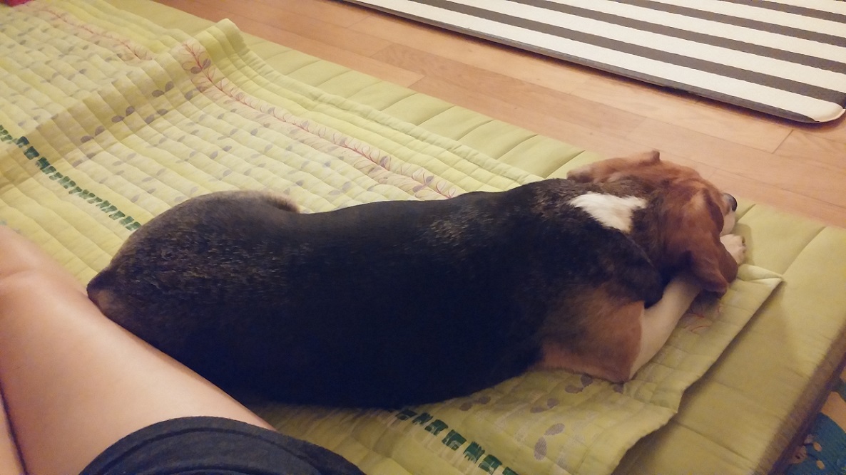 오랫만에 미키(루키아) 인사드려요~