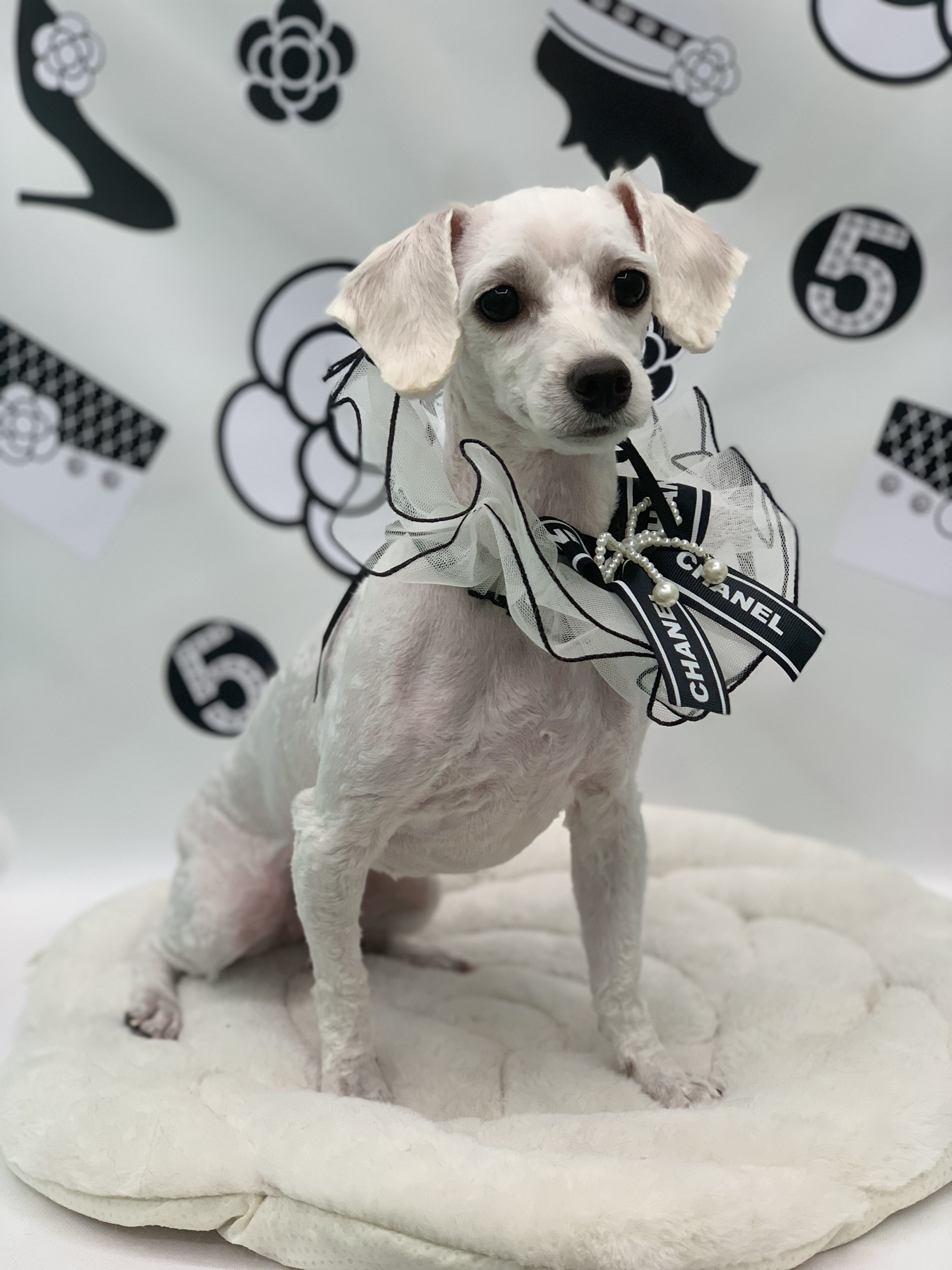 가족이된지1년되는날바람이네입니다.♡ 