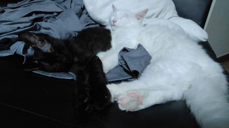 누아 저희집온지 어언 1달째 되어가요^^