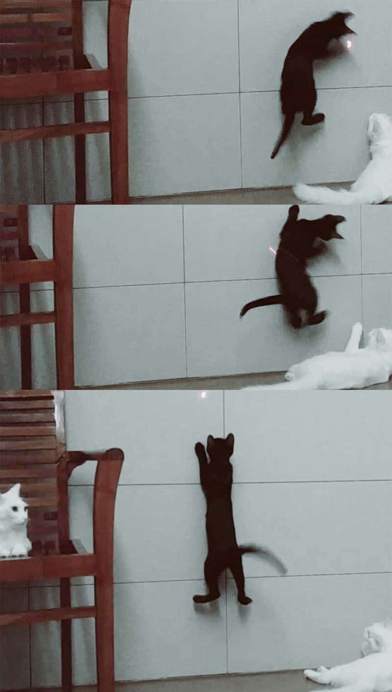 누아 저희집온지 어언 1달째 되어가요^^