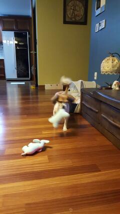 보리(노바) 왔어요^^