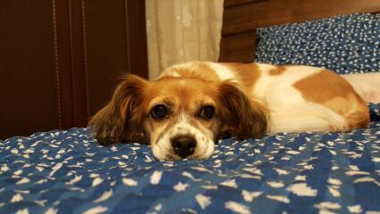 보리(노바) 왔어요^^