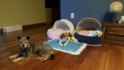 보리(노바) 왔어요^^