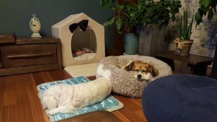 보리(노바) 왔어요^^