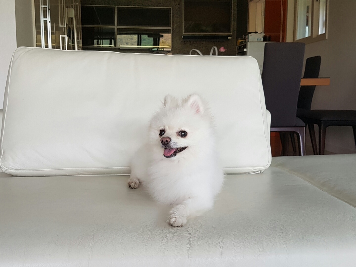 꼬롱이 첫번째 후기!