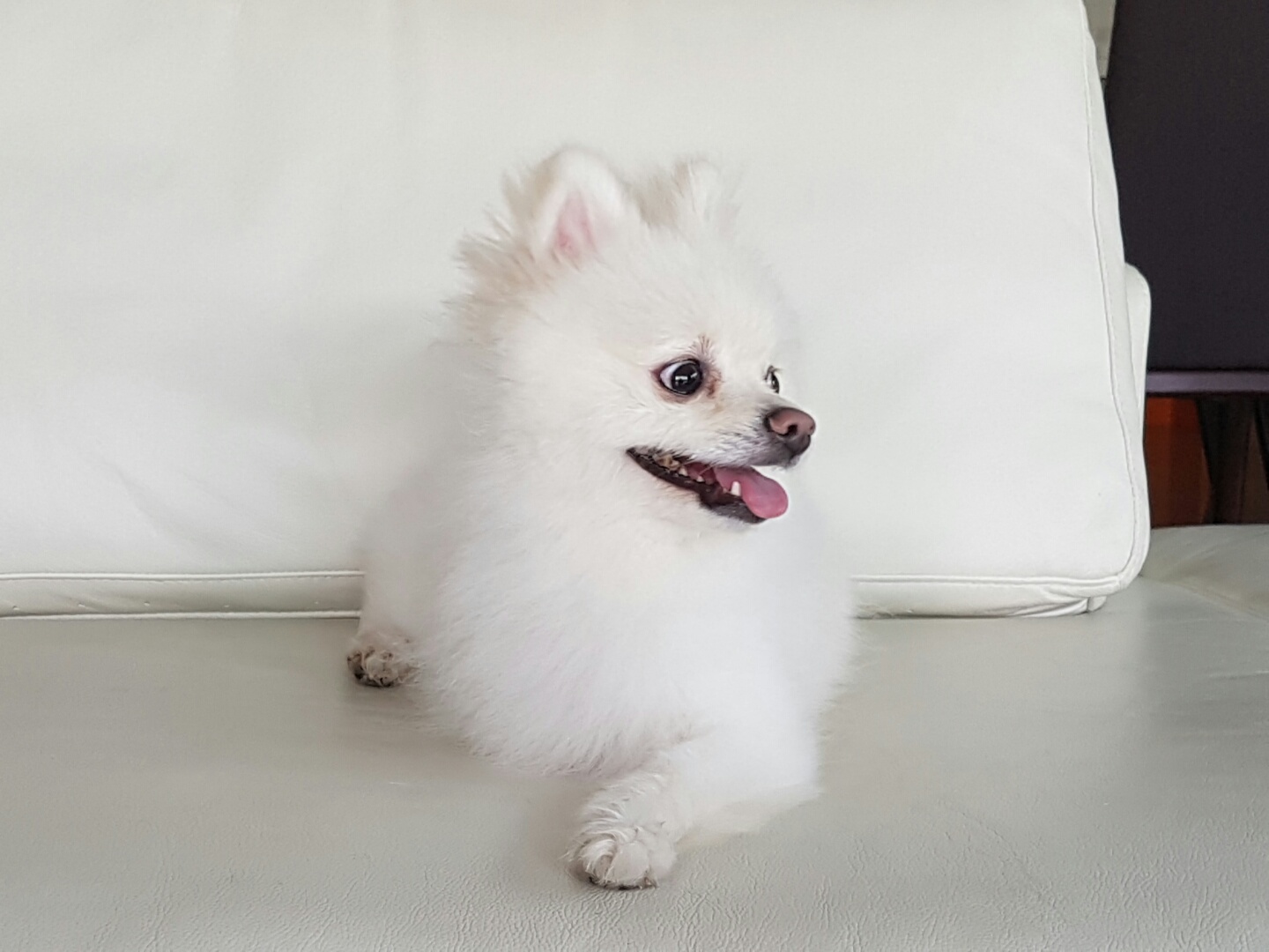 꼬롱이 첫번째 후기!