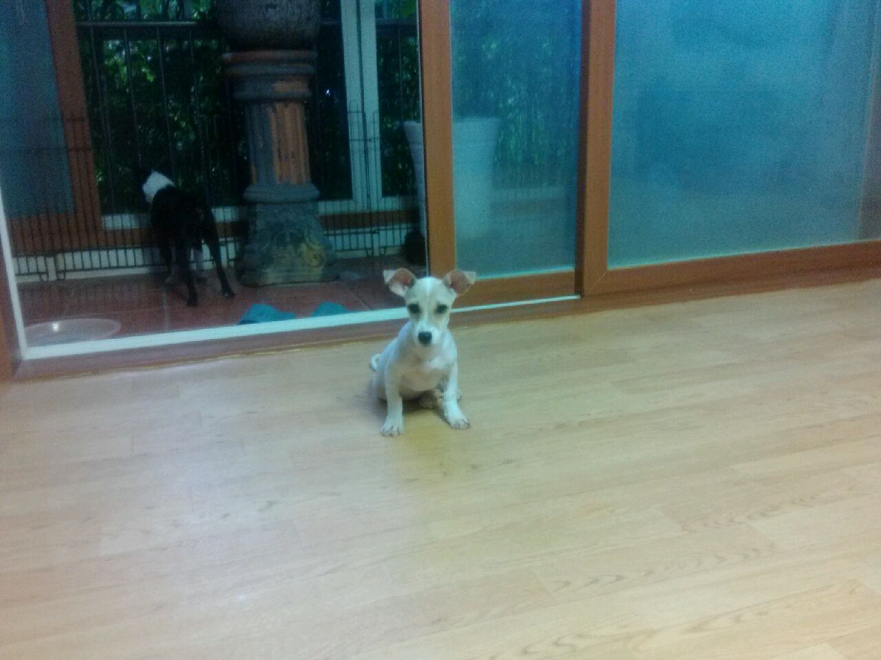 부산갈매기 "젝"모습