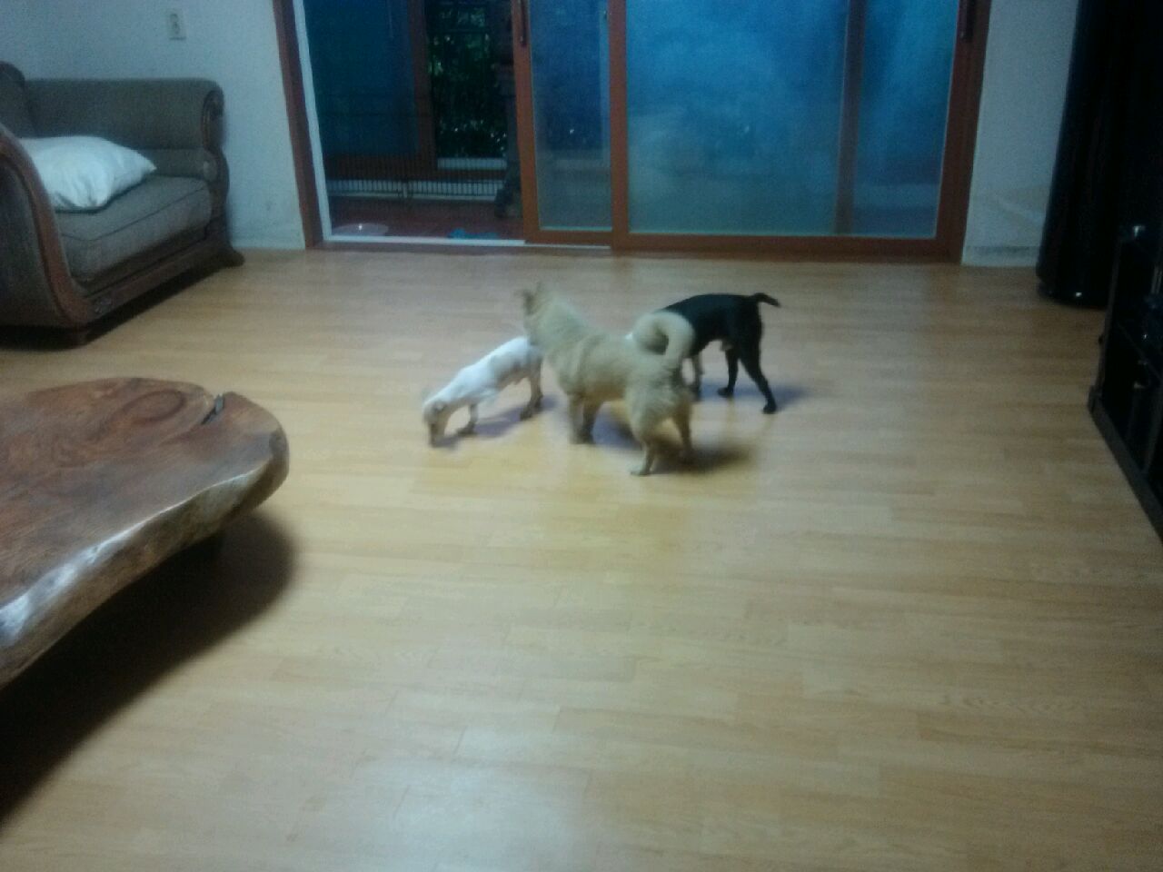 부산갈매기 "젝"모습