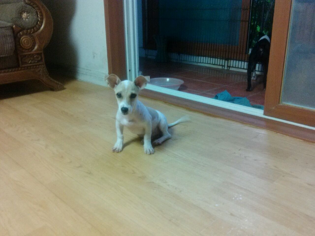 부산갈매기 "젝"모습