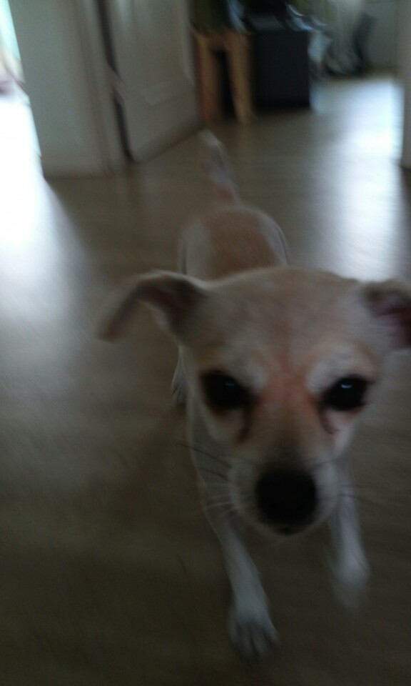 레몬이의 적응일기