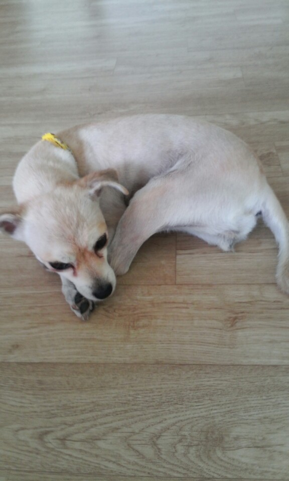 레몬이의 적응일기