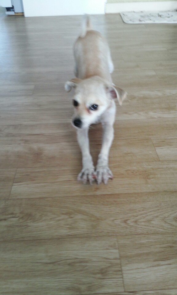 레몬이의 적응일기