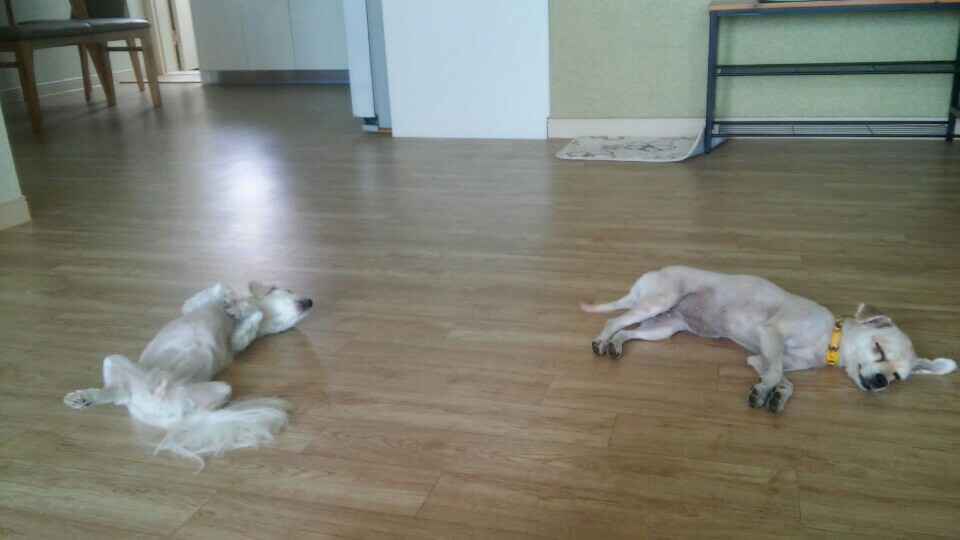 레몬이의 적응일기