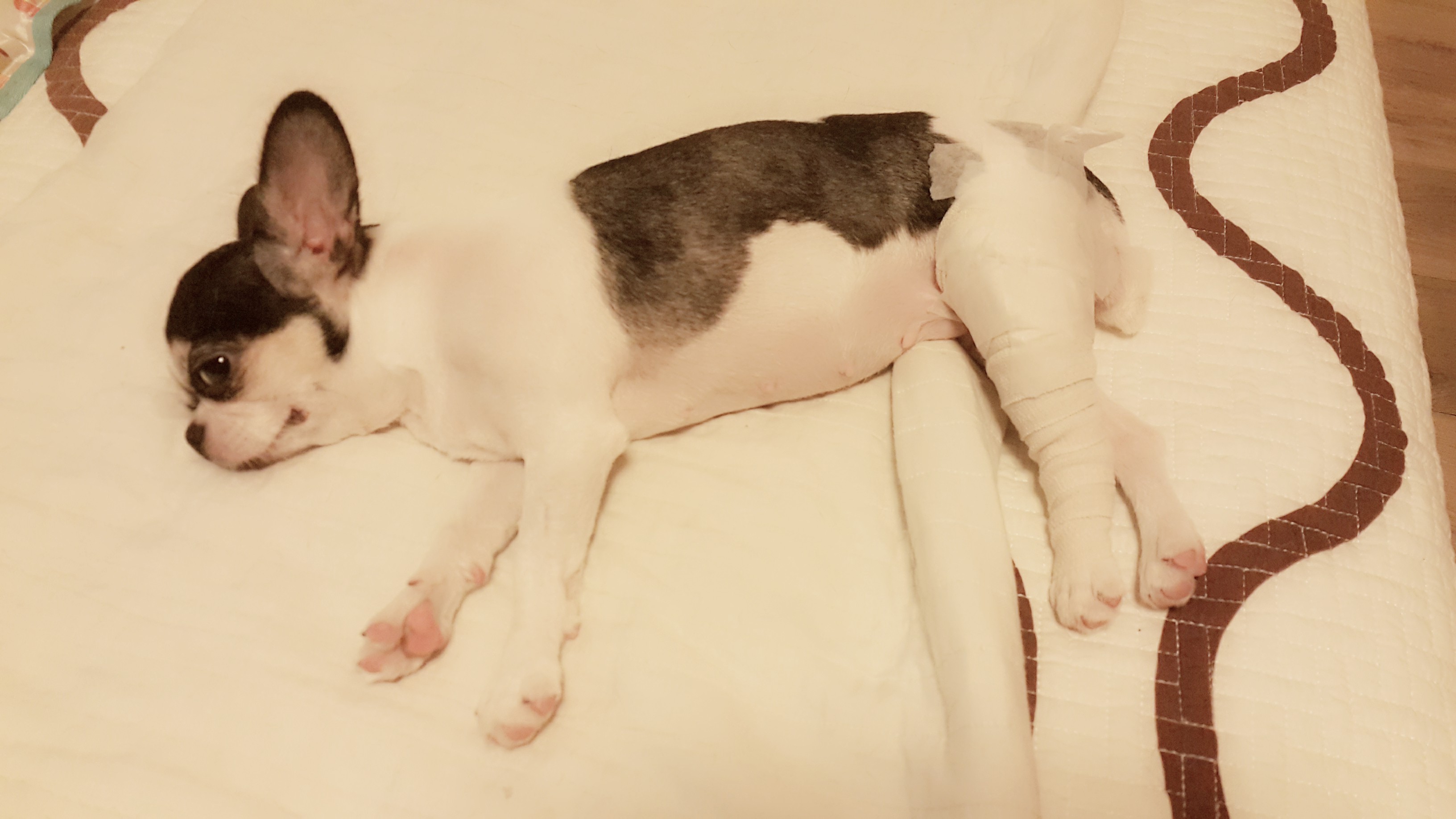 와와 두번째 수술