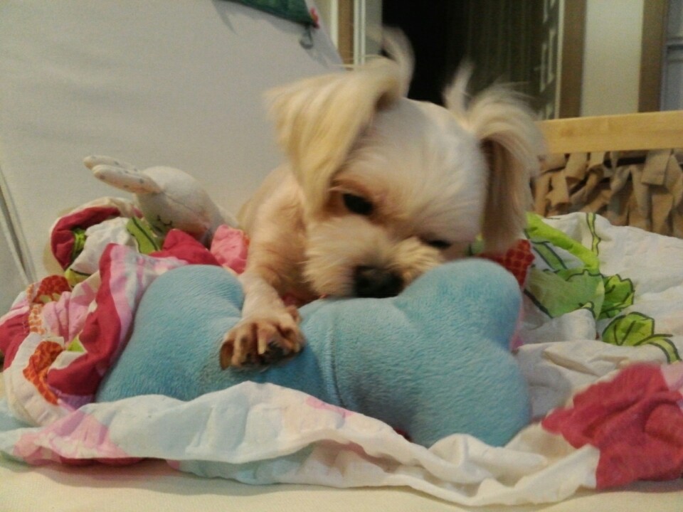 달콩(홍당무)이가 석달이 되었네요