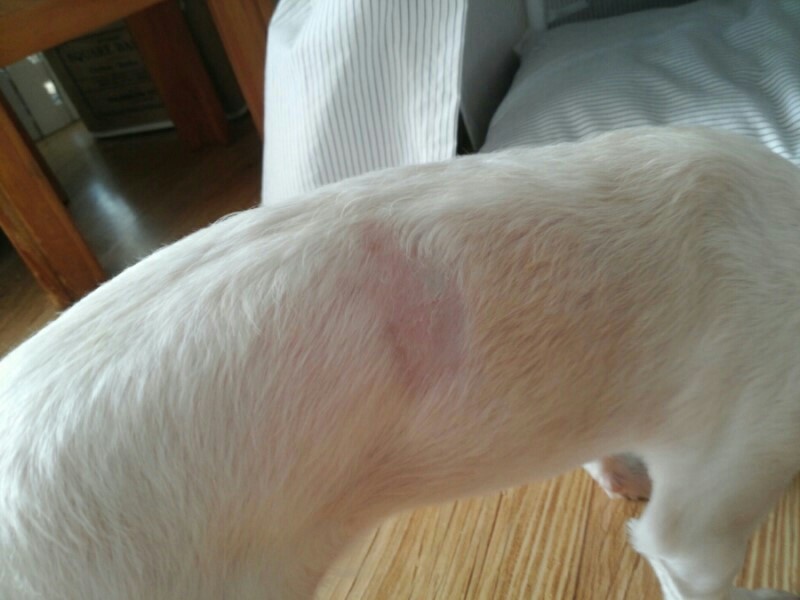 달콩(홍당무)이가 석달이 되었네요