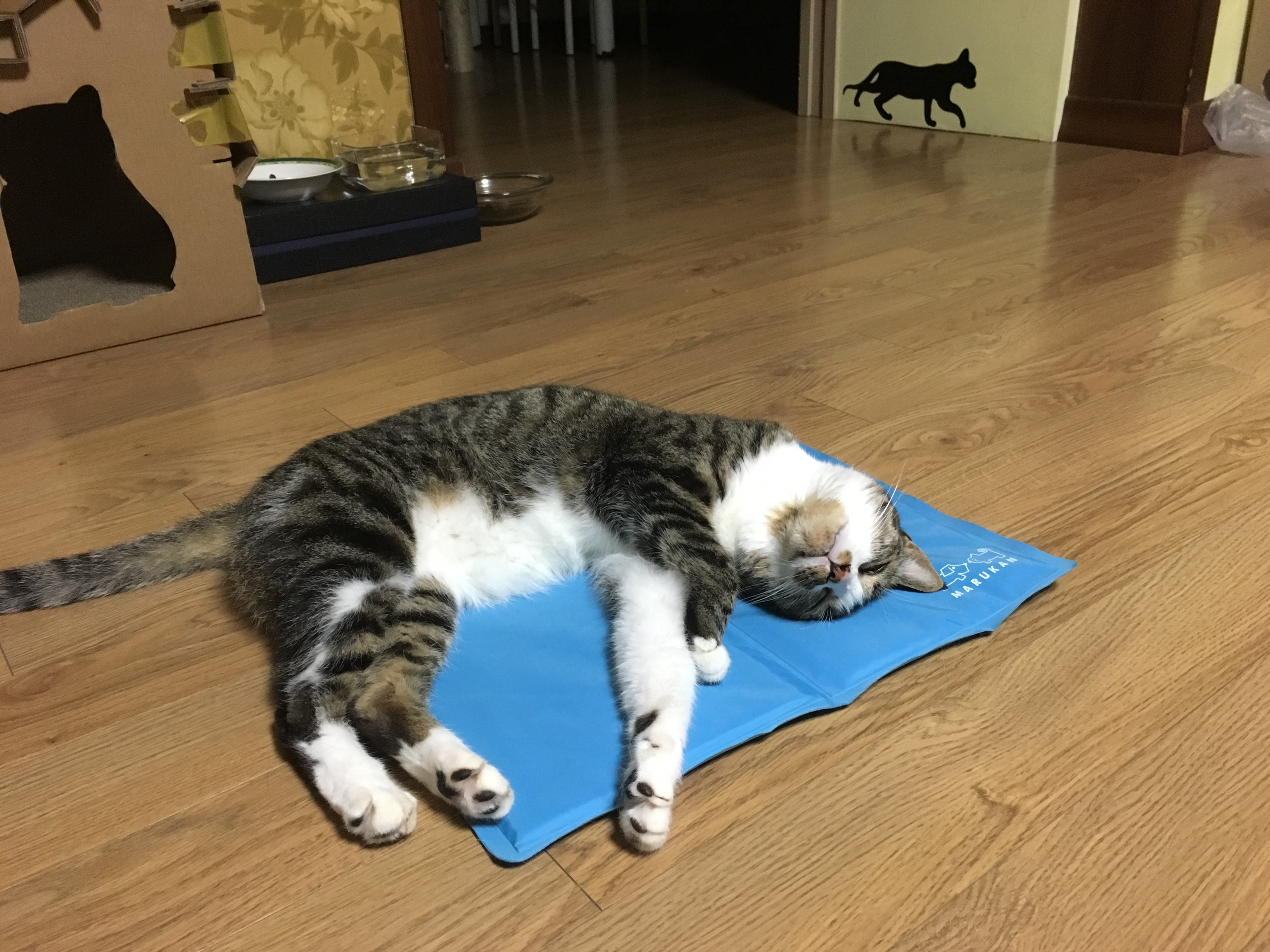 호야 느무 더워여 ㅠㅠ