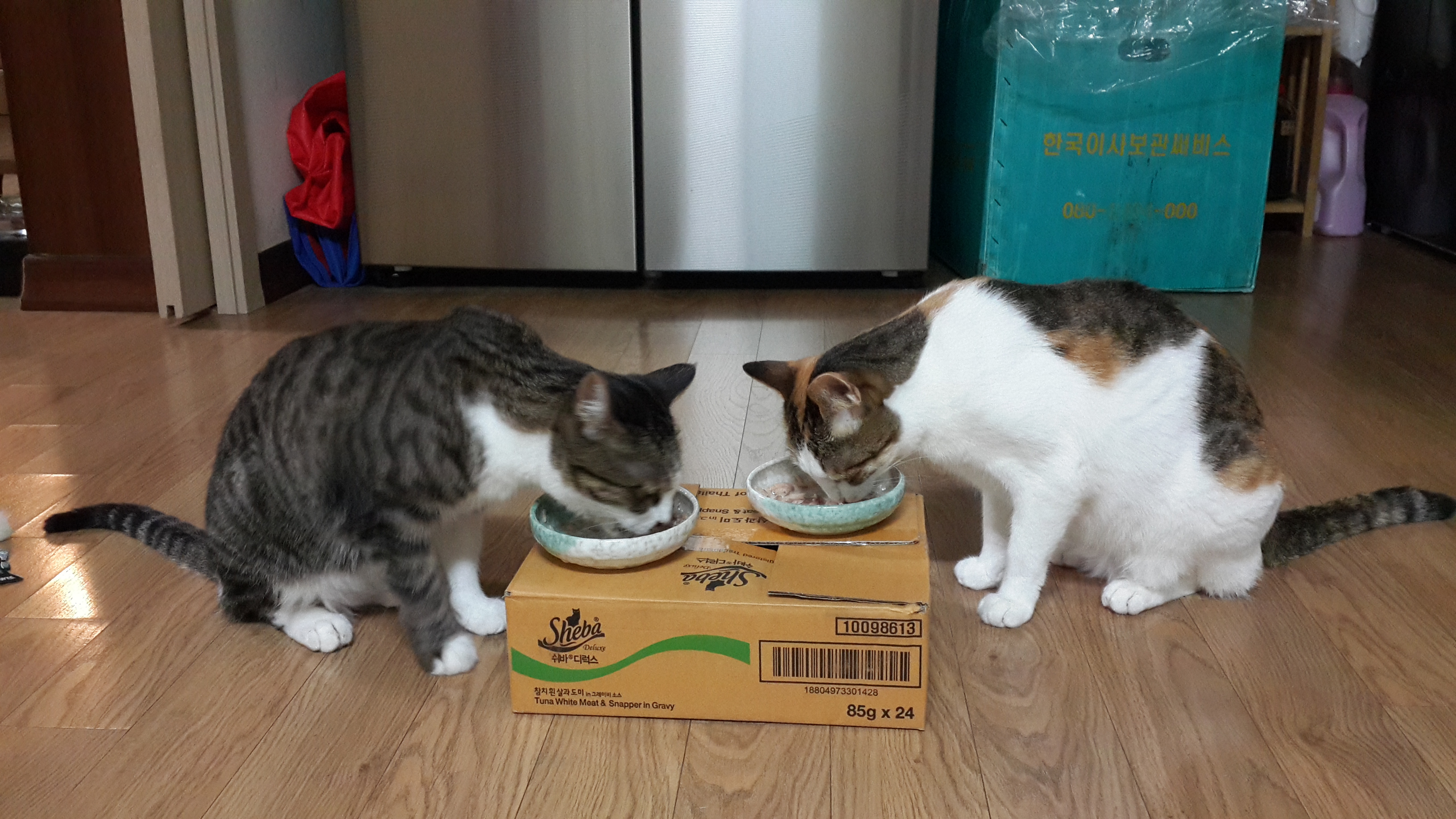 호야 느무 더워여 ㅠㅠ