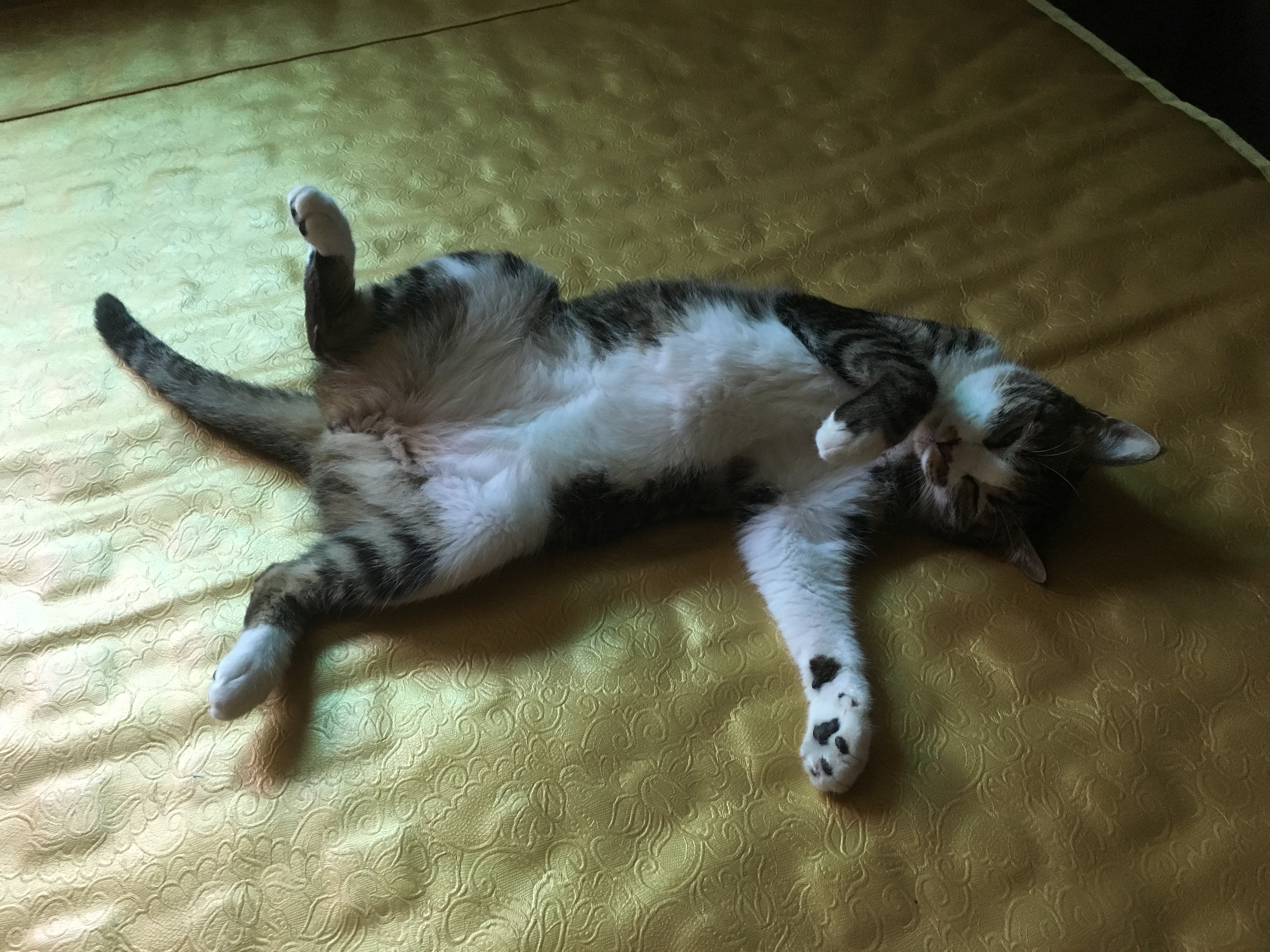 호야 느무 더워여 ㅠㅠ